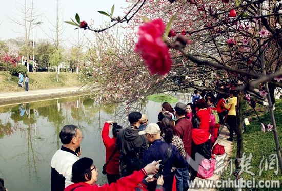 荆楚网三峡大学桃花节展现“国际范”的“桃花韵”