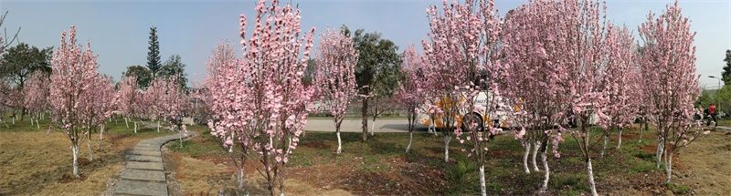 常德职业技术学院——“桃花里的学校”