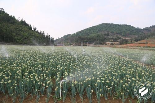 文山学院后勤保障基地蔬菜开始供应学院师生.