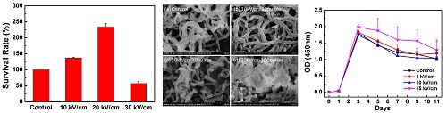 北京大学张珏课题组在生物电技术提高抗生素产量的研究中取得重要进展