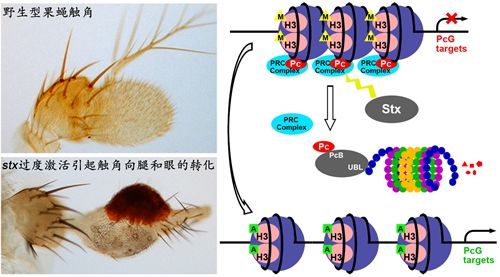 生命科学学院朱健研究组揭示表观遗传调控新机制