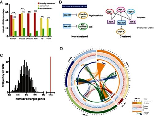 生命科学学院生物信息中心陆剑课题组揭示动物microRNA成簇分布的进化机制