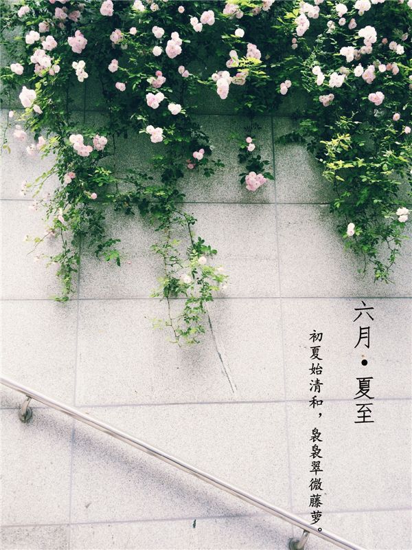 手机壁纸六月•夏至组图