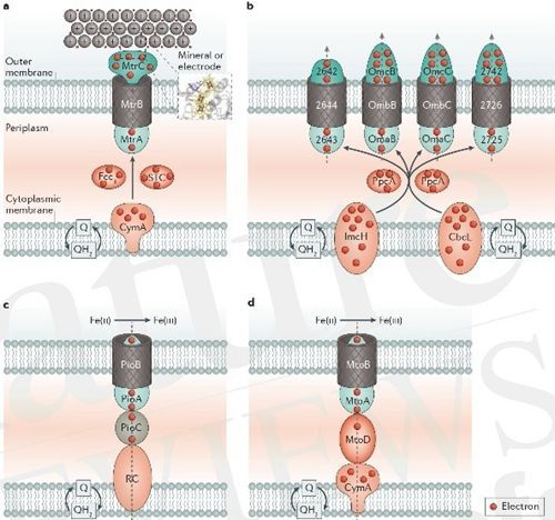 中美双边关于矿物与微生物研讨成果发表在Nature Reviews Microbiology刊物上