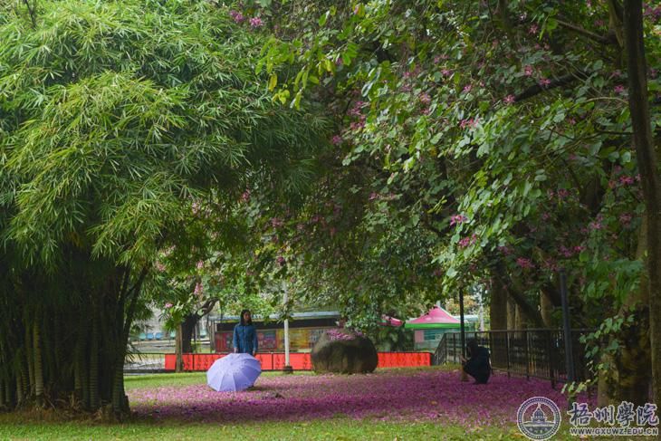 紫荆花开得灿烂时——繁枝容易纷纷落，嫩蕊商量细细开