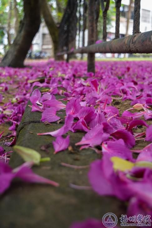 紫荆花开得灿烂时——繁枝容易纷纷落，嫩蕊商量细细开