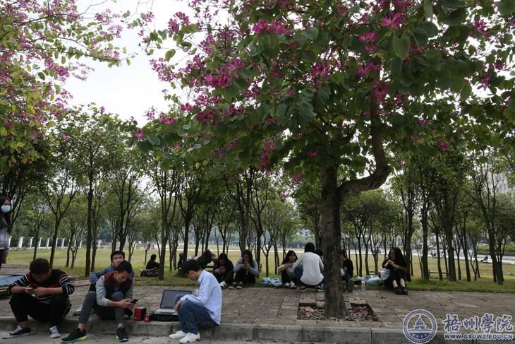 紫荆花开得灿烂时——繁枝容易纷纷落，嫩蕊商量细细开