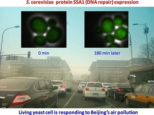 北大要旺盛和罗春雄课题组发展了基于单活体酵母菌实时在线监测PM2.5毒性系统