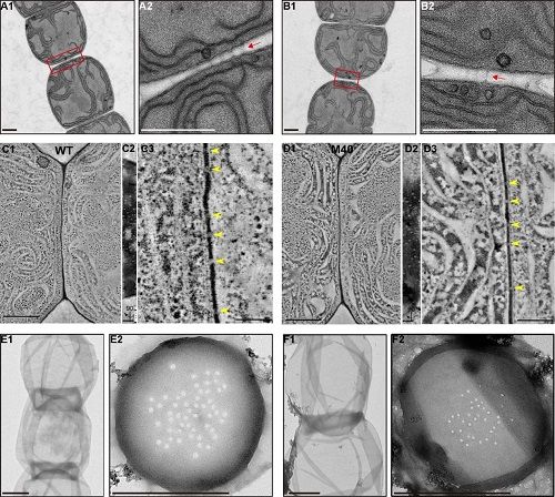 生命科学学院赵进东课题组在酰胺酶影响丝状蓝细菌细胞间物质交流机制方面取得新进展